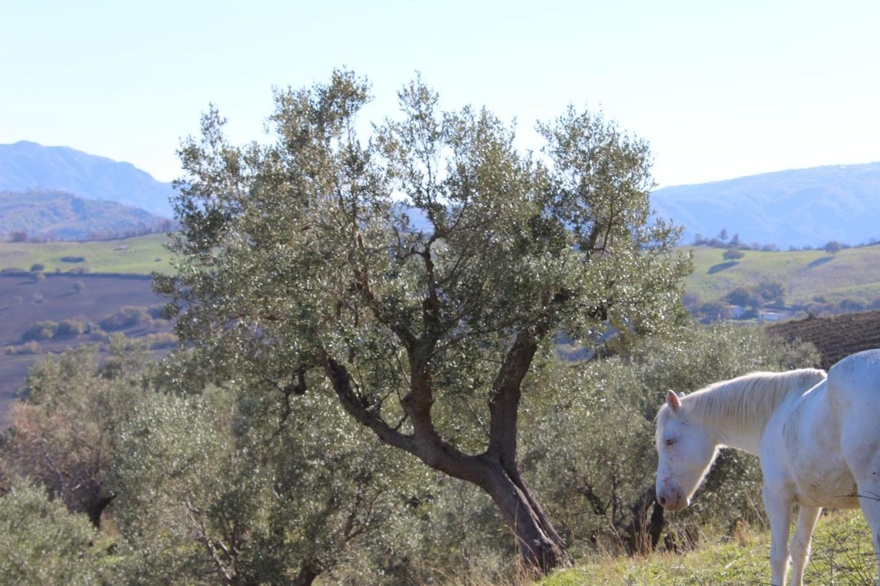 Villa El Sa Calopezzati Eksteriør bilde